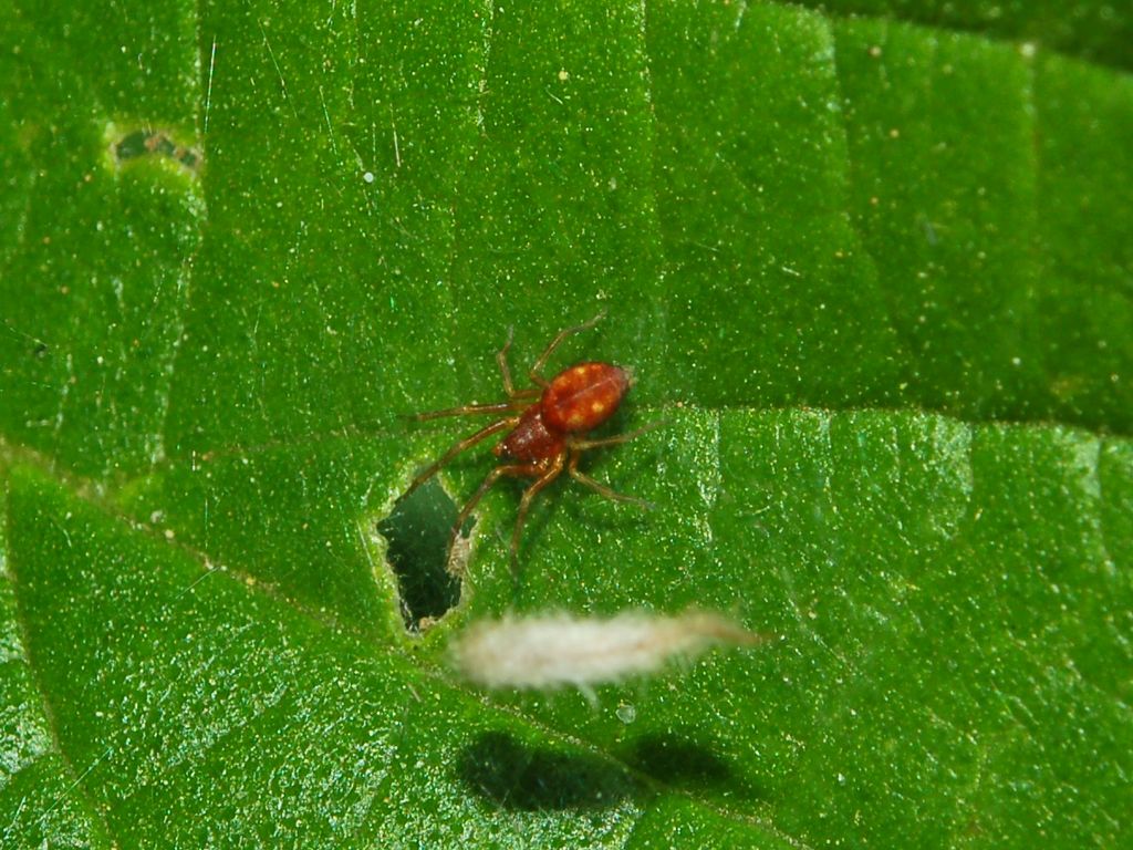 Nigma sp.